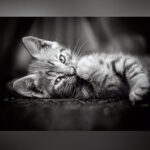 پازل 1000 تکه کلمنتونی مدل kitty - Image 2