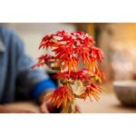 لگو سری بوتانیکالز مدل Japanese Red Maple Bonsai Tree کد 10348