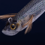 طعمه پلاستیکی ماهیگیری مدل Ebifish 3.0/120 ماهی مرکب و کفال Caperlan