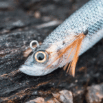 طعمه پلاستیکی ماهیگیری مدل Ebifish 3.0/120 ماهی مرکب و کفال Caperlan