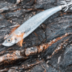 طعمه پلاستیکی ماهیگیری مدل Ebifish 3.0/120 ماهی مرکب و کفال Caperlan