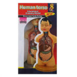 مولاژ نیم تنه 1/4 بدن انسان طبیعی