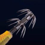 طعمه ماهیگیری کاپرلان مدل Ebiflo 2.5/110